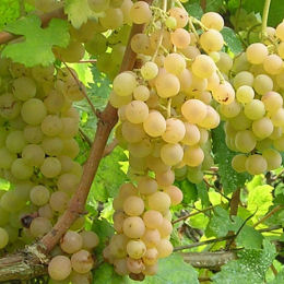 Vigne goût fraise - blanc / Vitis Fragola Bianca